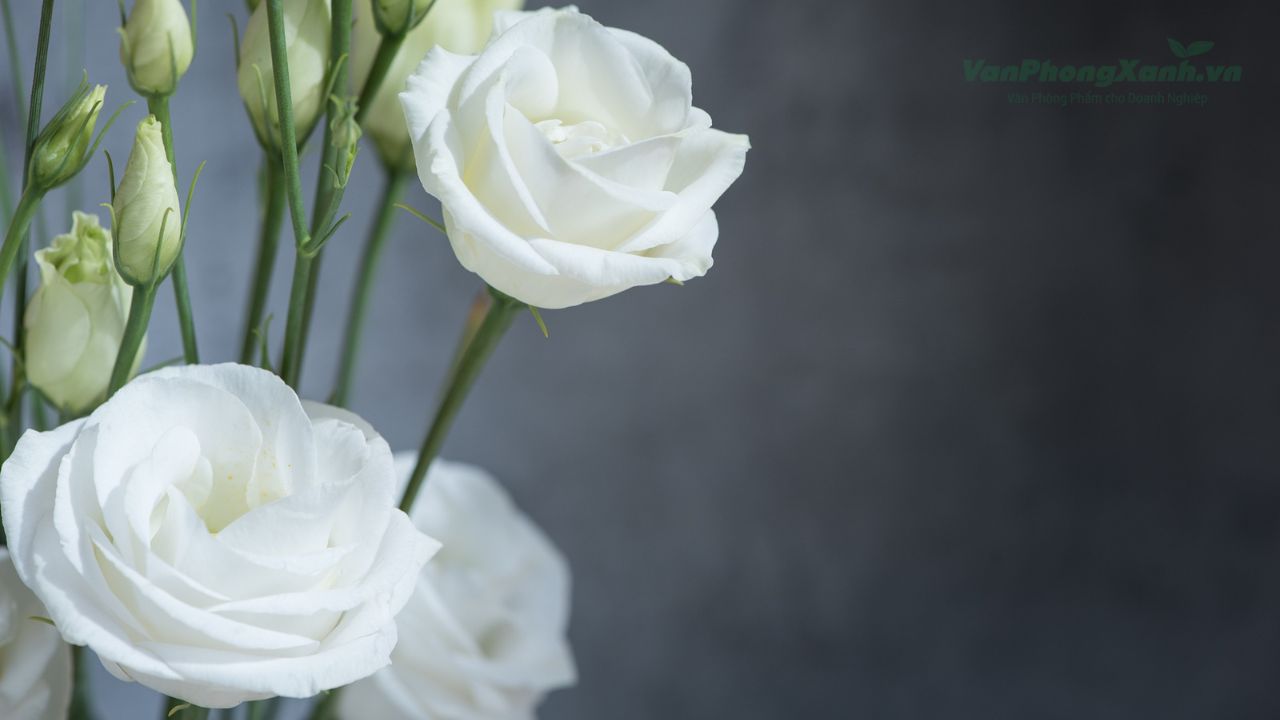Ý nghĩa chung của hoa cát tường