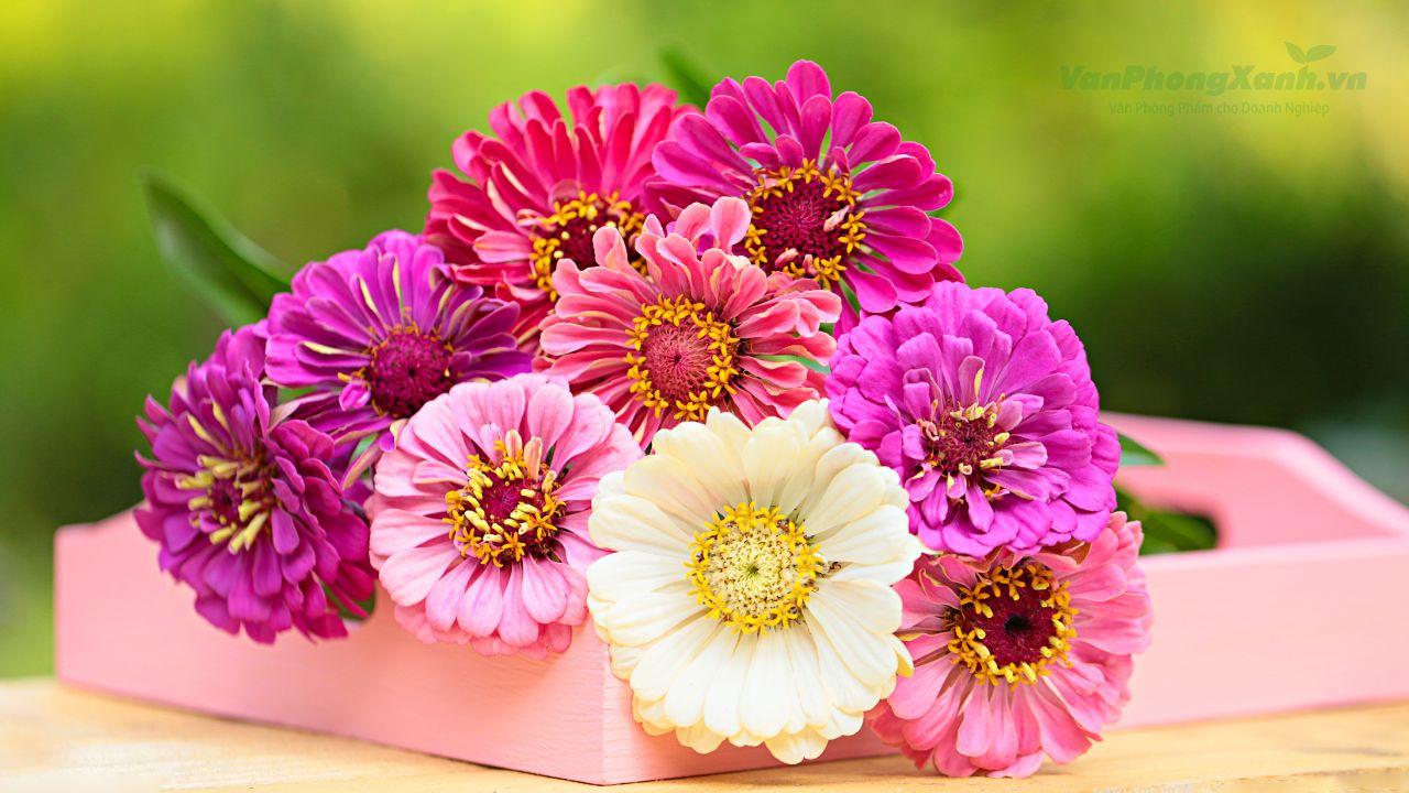Ý nghĩa chung của hoa đồng tiền