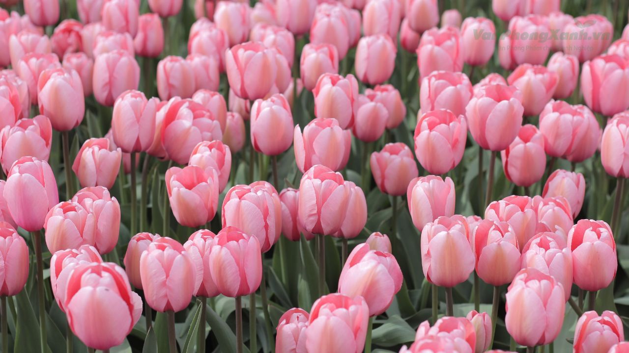 Hoa tulip tượng trưng cho điều gì? Ý nghĩa theo từng màu sắc