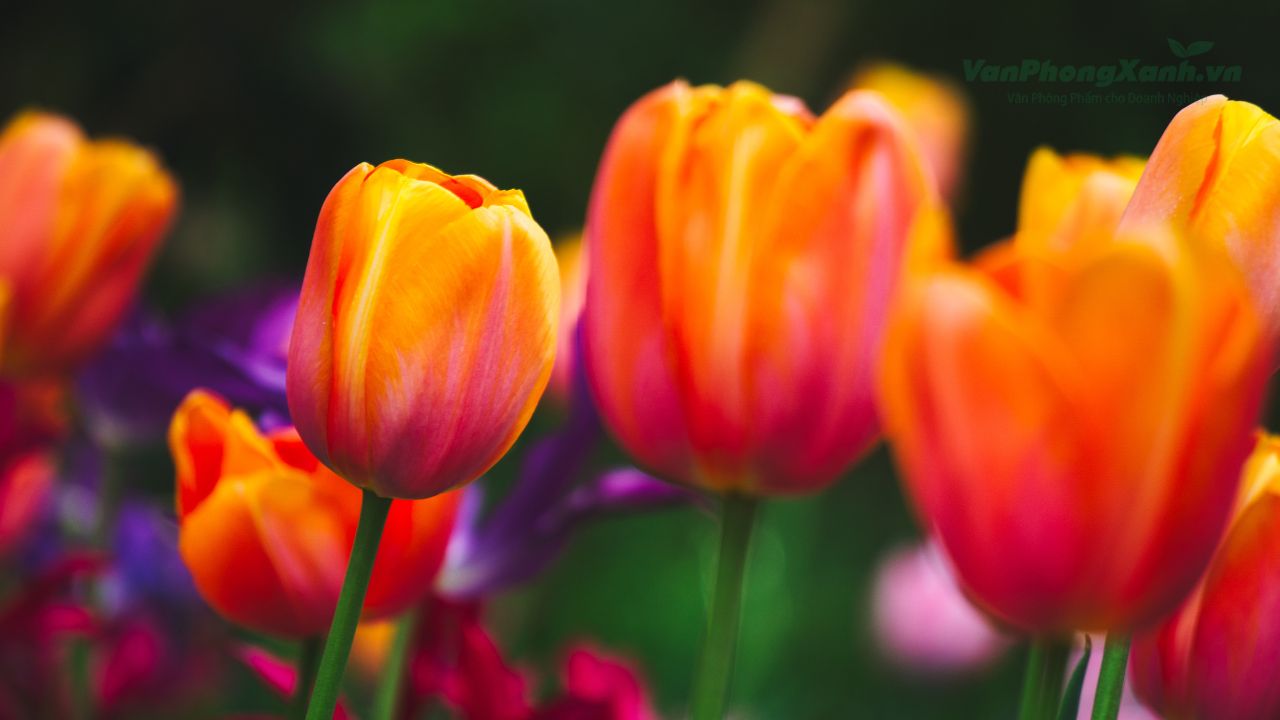 Ý nghĩa hoa tulip theo từng màu sắc