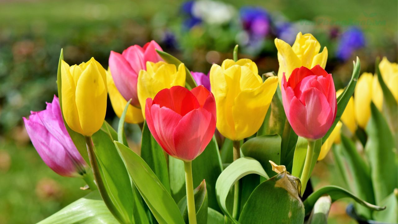 Gợi ý cách chọn hoa tulip theo thông điệp và dịp tặng