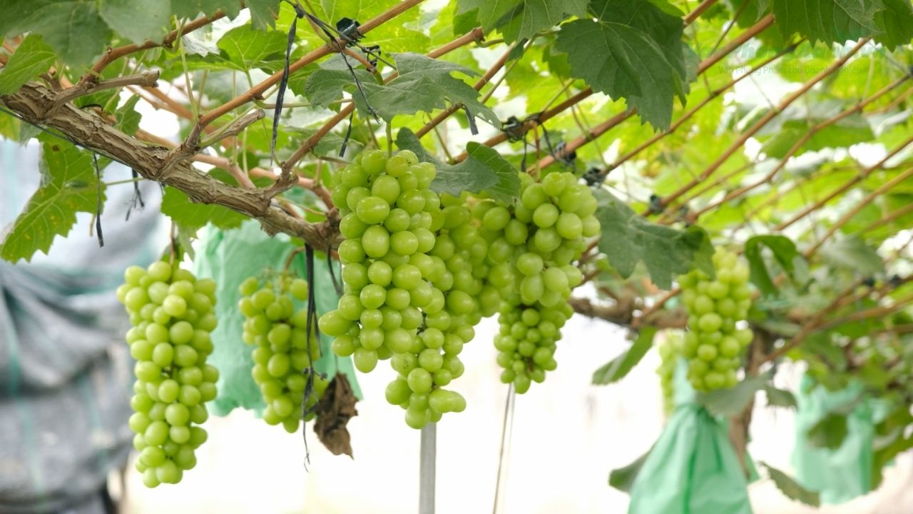 Vì sao nho mẫu đơn lại đắt đến vậy?