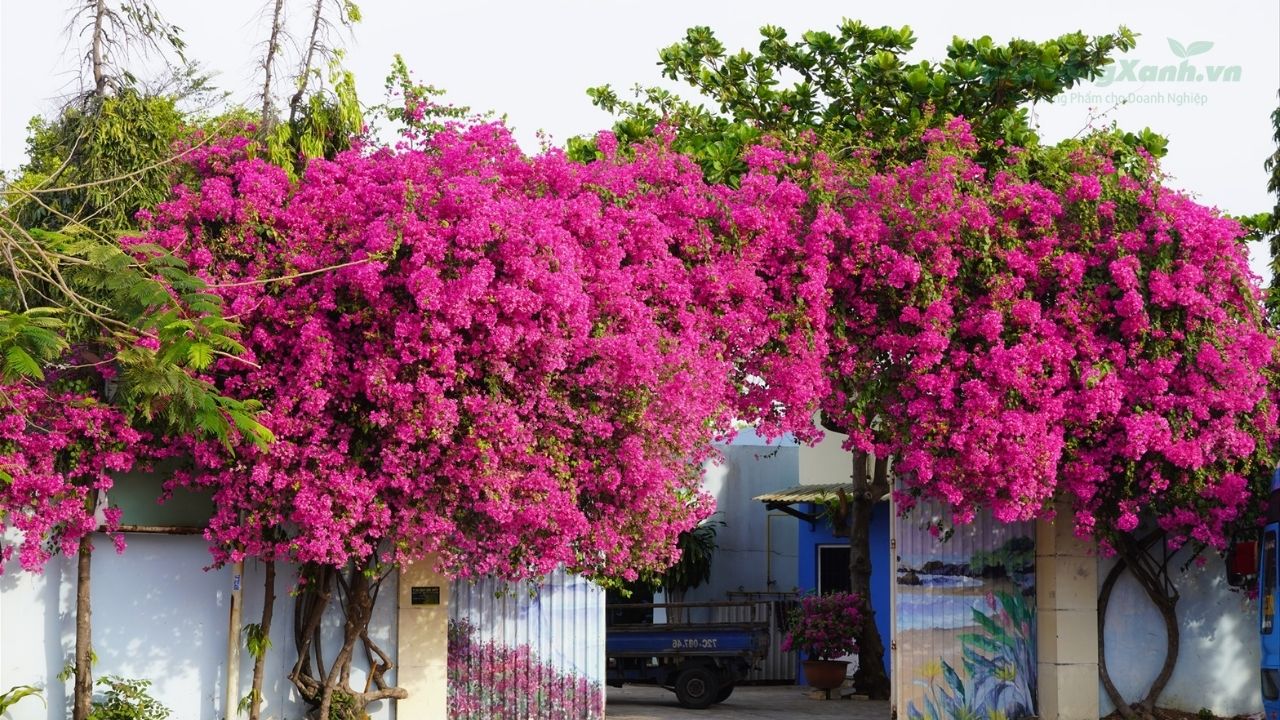 Cách trang trí nhà với hoa giấy