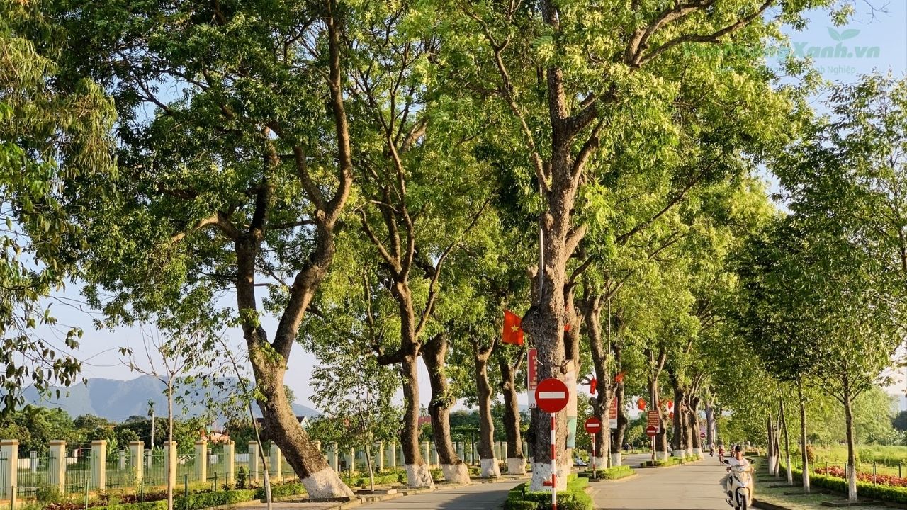 GÓC NHÌN PHONG THỦY: CÂY XÀ CỪ TRƯỚC NHÀ CÓ TỐT KHÔNG?