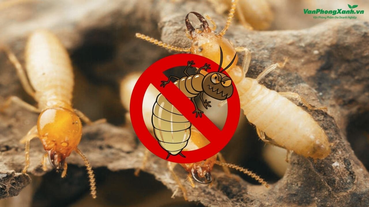 Mẹo diệt mối tận gốc mà ai cũng nên biết Mẹo diệt mối tận gốc mà ai cũng nên biết