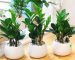 5-loai-cay-may-man-cho-goc-ban-cua-dan-van-phong-03
