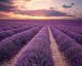 Lavender-Fields-France