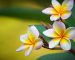 hoa-su-co-may-loai-1